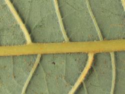 Salix cardiophylla. Brown hairs on lower leaf surface.
 Image: D. Glenny © Landcare Research 2020 CC BY 4.0